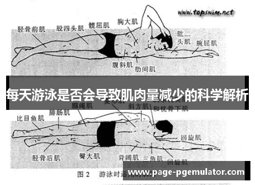 每天游泳是否会导致肌肉量减少的科学解析 每天游泳是否会导致肌肉量减少的科学解析